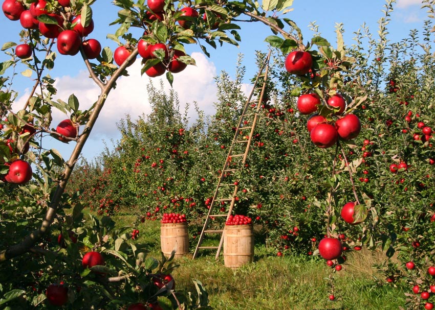 24. tradicionalni  praznik jabolk v Selnici ob Dravi 